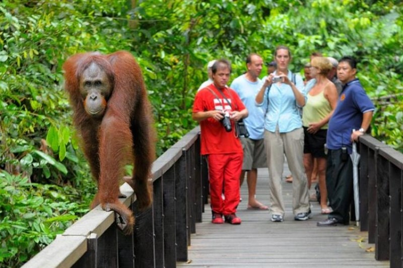 Sepilok Orang Utan Centre.JPG